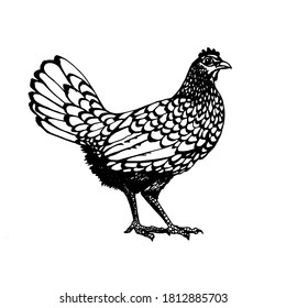 Rooster vector graphics . Rooster illustration of a graphic liner, engraved in vintage style. illustration for farms and production, eco product, natural. Label for chicken of the product.