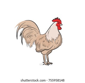 Rooster Vector Illustration
