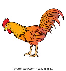 rooster vector illustration,
isolated on white background.top view