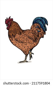 Rooster - vector illustration on white