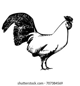 Rooster. Vector illustration in vintage style. Hand drawn pen and ink drawing traced to vector image. Sketched art. Side view