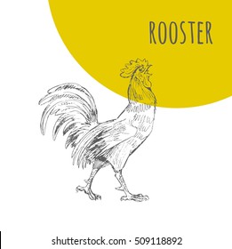 Rooster vector pencil sketch illustration. Rooster is symbol of Chinese New Year 2017