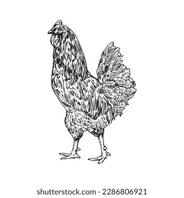 Rooster vector sketch, drawing. Isolated on white background. black