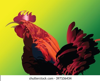 Rooster  wakes summer day