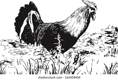 the rooster walks on a grass. drawing ink on paper