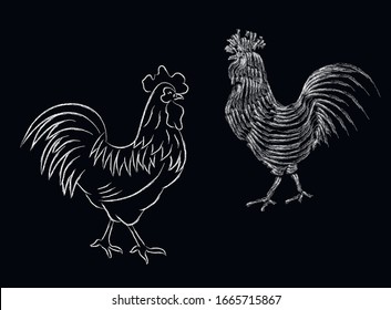 Roosters, chicken chalk vector isolated illustration on black background . Concept for logo, cards , icon 
