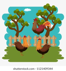 roosters in the farm scene