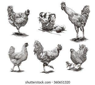 roosters, hens and chickens