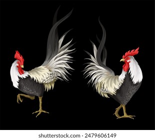 Gallos aislados sobre el fondo blanco. Vector