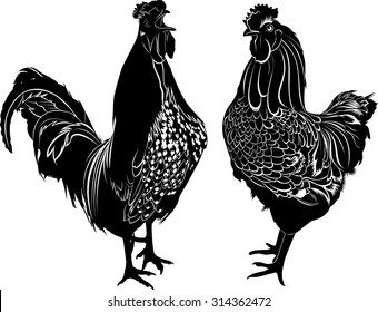 roosters on a white background
