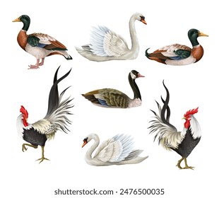 Gallos, cisnes y patos aislados. Vector