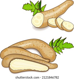 Root arracacha for banners, flyers, posters, social media. Whole and half, and sliced arracacia xanthorrhiza. Organic vegetables. Vector illustration in cartoon style isolated on white background