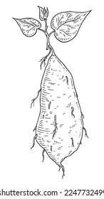 Batatas raíz con hoja. Ilustración vectorial de grabado vintage en negro. Aislado sobre fondo blanco.
