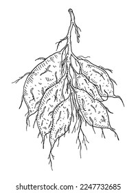 Root batatas. Vintage engraving vector black illustration. Isolated on white background.