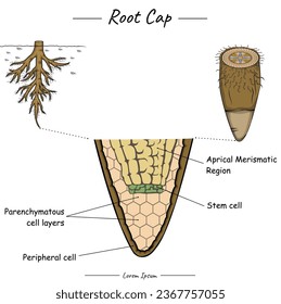 Root cap. Shows the the inside of the Root cap. for scientific illustrations, educational materials, botanical articles, or projects that require visualization of roots in various contexts