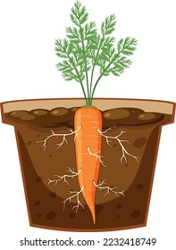 Root of carrot plant vector illustration