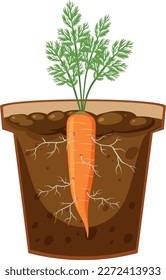 Root of carrot plant vector illustration