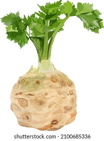 Aceite de raíz con hojas para carteles, volantes, afiches, medios sociales. Hortalizas ecológicas y saludables, dietéticas y vegetarianas. Ilustración del vector aislada en fondo blanco