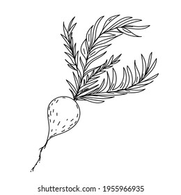 Una extraña raíz vegetal con grandes techos.