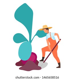 Root crops harvesting flat vector illustration. Farmer digging big beetroot. Autumn harvest concept. Farm worker working on field with shovel cartoon character. Organic produce, eco vegetables