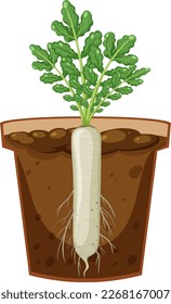 Root of daikon plant vector illustration