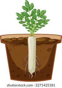 Raíz de la ilustración vectorial de la planta de daikon