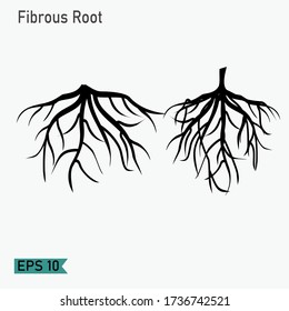 Root design, with flat style. illustration of fibrous roots. plant theme.