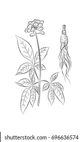 Root and ginseng stalk with leaves berries  in contour style