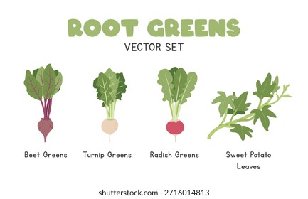 Conjunto de Ilustración vectorial Root Greens. Clipart de dibujos animados verde raíz en estilo plano. Verduras De Remolacha, Verduras De Nabo, Verduras De Rábano, Hojas De Batata. Diseño de Vector plano de verduras