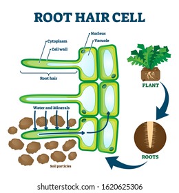 Root Hair Cell Collecting Mineral Nutrients And Water From Soil, Biological Labeled Plant System Diagram. Vector Illustration Educational Cross Section Scheme. Cytoplasm, Nucleus And Other Elements.