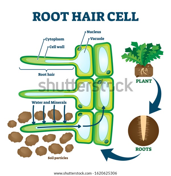 Root hair cell collecting mineral nutrients and\
water from soil, biological labeled plant system diagram. Vector\
illustration educational cross section scheme. Cytoplasm, nucleus\
and other elements.