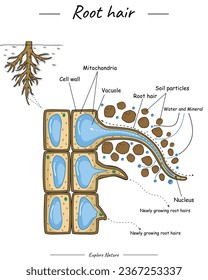 Root hair structure. Shows the the inside of the root hair. for scientific illustrations, educational materials, botanical articles, or projects that require visualization of roots in various contexts