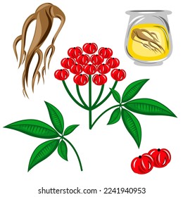 Root and leaves and berries and oil panax ginseng. Vector colorful flat illustration of medicinal plants. Biological additives are. Healthy lifestyle. For traditional medicine, gardening.
