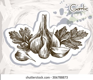 Root and leaves of garlic. sketch made by hand