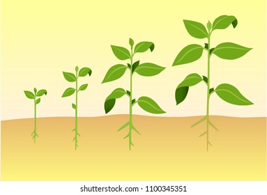 The Root and Leaves Growth Plant Life Cycle Vector Art