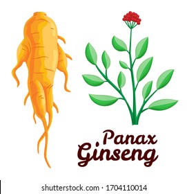 Root and leaves panax ginseng. Healthy lifestyle. For traditional medicine, gardening. Biological additives are. Vector colorful flat illustration of medicinal plants. Isolated on white background