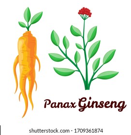 Root and leaves panax ginseng. Healthy lifestyle. For traditional medicine, gardening. Biological additives are. Vector colorful flat illustration of medicinal plants. Isolated on white background