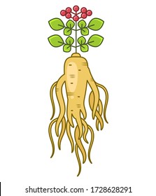 Root And Leaves Panax Ginseng. Vector Colorful Flat Illustration Of Medicinal Plants. Isolated On White Background. Biological Additives Are. Healthy Lifestyle. For Traditional Medicine, Gardening.