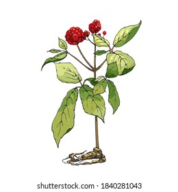 Root and leaves panax ginseng. Vector hatching color vintage illustration