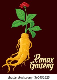 Root and leaves panax ginseng. Vector colorful flat illustration of medicinal plants. Biological additives are. Healthy lifestyle. For traditional medicine, gardening.