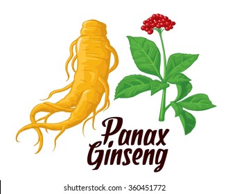 Root and leaves panax ginseng. Vector colorful flat  illustration of medicinal plants. Biological additives are. Healthy lifestyle. For traditional medicine, gardening.