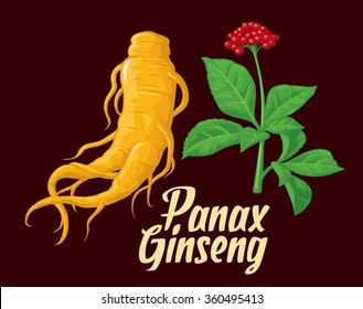 Root and leaves panax ginseng. Vector colorful flat illustration of medicinal plants. Isolated on dark background. Biological additives are. Healthy lifestyle. For traditional medicine, gardening.