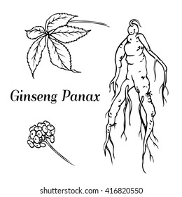 Root and leaves panax ginseng. Vector black and white engraving vintage illustration of medicinal plants. Biological additives are. Healthy lifestyle