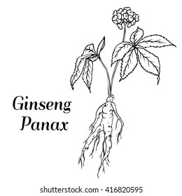 Root and leaves panax ginseng. Vector black and white engraving vintage illustration of medicinal plants. Biological additives are. Healthy lifestyle