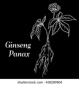 Root and leaves panax ginseng. Vector black and white engraving vintage illustration of medicinal plants. Biological additives are. Healthy lifestyle