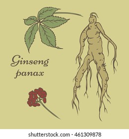 Root and leaves panax ginseng. Vector color hand drawn vintage illustration of medicinal plants. Biological additives are. Healthy lifestyle