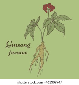 Root and leaves panax ginseng. Vector color hand drawn vintage illustration of medicinal plants. Biological additives are. Healthy lifestyle