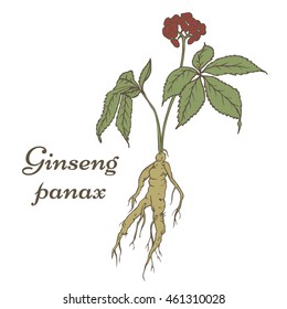 Root and leaves panax ginseng. Vector color hand drawn vintage illustration of medicinal plants. Biological additives are. Healthy lifestyle