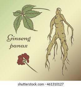 Root and leaves panax ginseng. Vector color hand drawn vintage illustration of medicinal plants. Biological additives are. Healthy lifestyle
