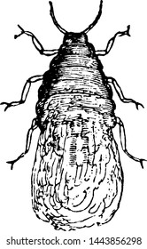 Root Louse, vintage engraved illustration.